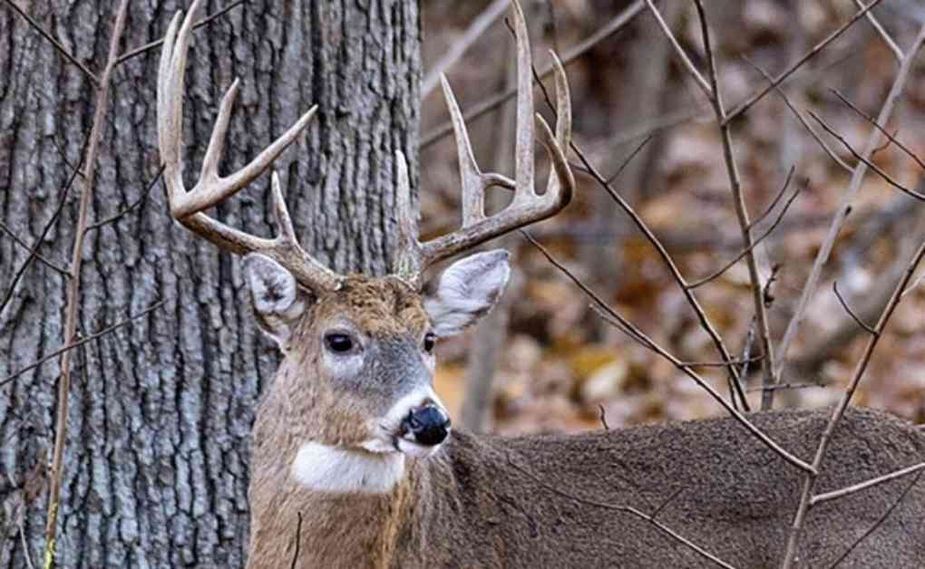 Missouri Youth Deer Season Dates, Regulations, and Overview